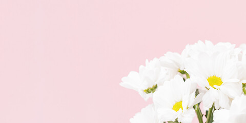 Composition with white flowers on a pink background