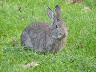 Rabbit on the grass