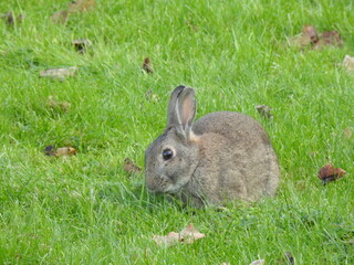 Rabbit on the grass