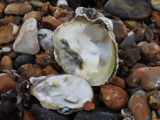 Seashell on stones