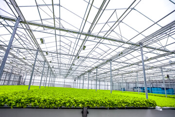 Plants of green lettuce in greenhouse