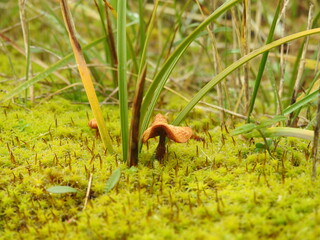 The mushroom grows with moss