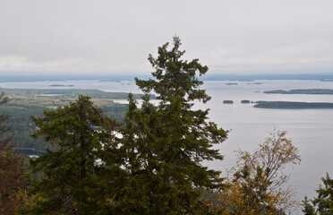 Pine trees in the region of North-Karelia, Finland