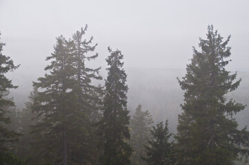 Pine forest in the region of North-Karelia, Finland