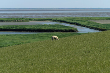 Fototapeta premium Einzelnes Schaf am Deich grasend und Deichvorland bei Harlesiel mit Priel und Graswiesen im Nationalpark Wattenmeer an der Nordseeküste - Stockfoto