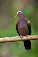 Common Emerald Dove perched on a bamboo branch from Kerala State in India.