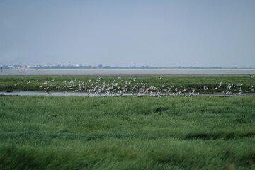 Mövenschwarm im Nationalpark Niedersächsisches Wattenmeer bei Harlesiel an der Nordseeküste und...