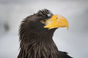 Proud profile of a wild brown eagle with white snow on its beak