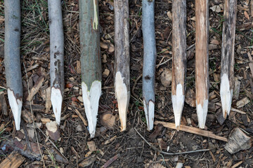 Sharpened wooden stakes lie on the ground among the wood chips.