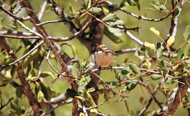 picanço real