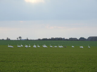 Fototapeta na wymiar A flock of swans on a green field