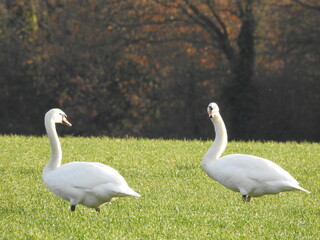 Two white swans on a green field