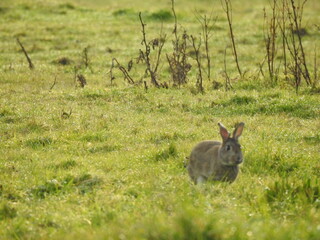 The rabbit is running on the green grass