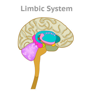Limbic system anatomy. Human brain organs section diagram. cingulate gyrus, hypothalamus, thalamus, amygdala, hippocampus, cerebrum, glands. White background. Medical drawing illustration vector