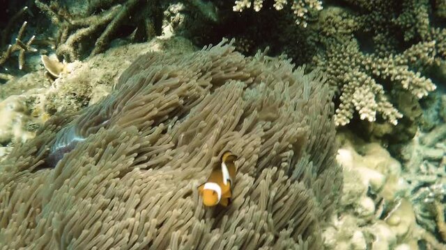 clownfish protecting the sea anemone it is living in, Perhentians, slowmotion