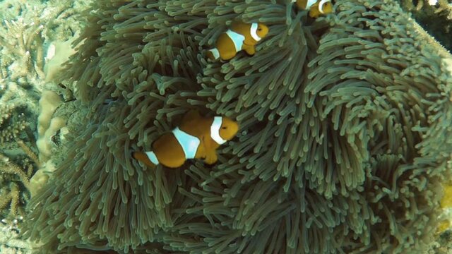 three clownfish swimming in front of anemone, Perhentians, Malaysia, slowmotion 