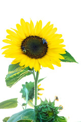 a sunflower with a white background