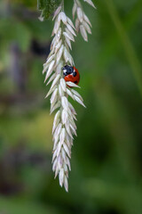 A Ladybird on White Grass in a Field