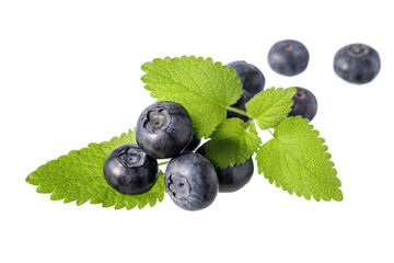 Fresh blueberries and melissa leaves isolated on white