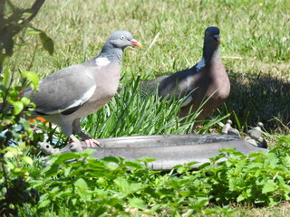 Two pigeons by the waterhole