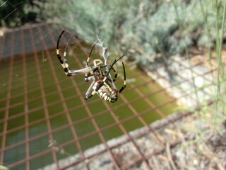 araignée Argiope frelon 