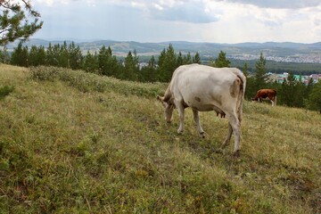 Fototapeta premium Fat cows graze in a meadow in a stunning summer landscape