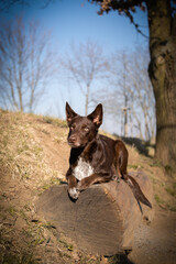 border collie is lying on bench. It is autumn atmosphere and she is so fluffy.