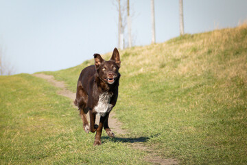 puppy of border collie is running on road. She is so happy and crazy dog. She loves moving.