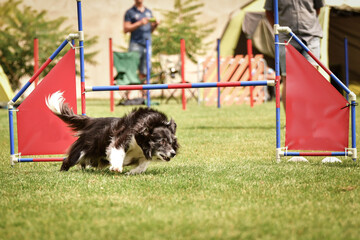 Black and white border collie on agility race  Amazing day on czech agility competition. They are middle expert it means A2.