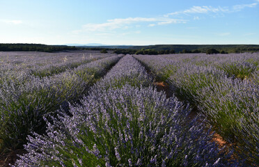 un precioso campo de lavanda en españa
