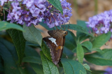butterfly on thistle