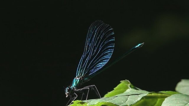 Dragonfly Landing and Eats Gnat, on Leaf. Black background