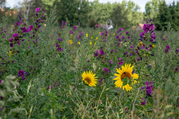 Obraz premium Sonnenblumen, Helianthus annuus, und Wilde Malve, Malva sylvestris, auf einer Wiese bei Langenwedding in Sachsen-Anhalt.