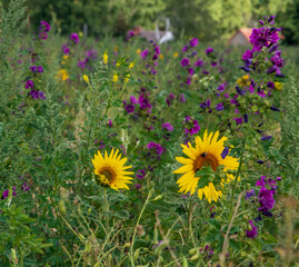 Sonnenblumen, Helianthus annuus, und Wilde Malve, Malva sylvestris, auf einer Wiese bei Langenwedding in Sachsen-Anhalt.