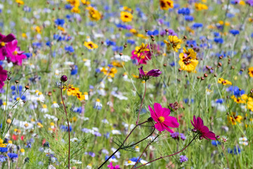 Colourful wild flowers in bloom outside Savill Garden, Egham, Surrey, UK.