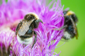 Two bees sat on a purple flower covered in pollen
