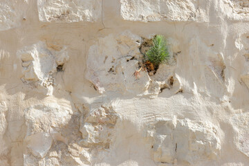 A Young Pine Tree Growing Out of a Stone Wall in Jerusalem, Israel