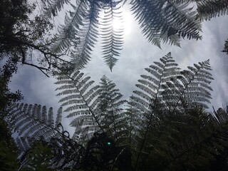 Silver ferns in the sunny sky