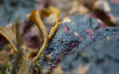 Seaweed covering rock on the beach