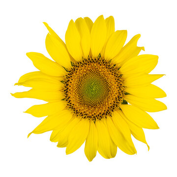 Sunflower head in high resolution isolated on white background.