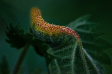 Leaf Red