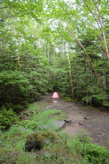 雨上がりの森の中に設営された朱鷺色のテント。水溜り。しらびそ小屋。八ヶ岳。