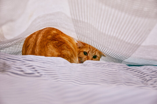 chat tigr&eacute; roux tabby effray&eacute; se cachant sous un drap de lit &agrave; l'int&eacute;rieur d'une chambre 