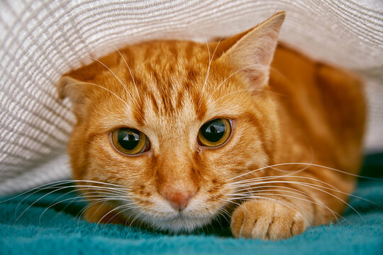 chat tigré roux tabby effrayé se cachant sous un drap de lit à l'intérieur d'une chambre 