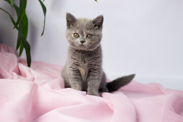 British kitten on light background