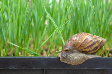 close up of snail on pot