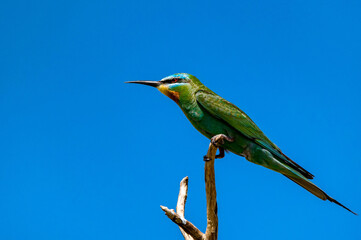 Blue-cheeked bee-eater or Merops persicus sits on the branch