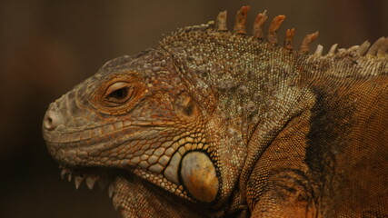 Close up footage of iguana.