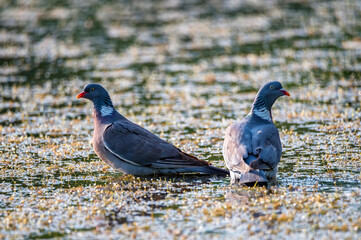 Pair of Wood Pigeon or Columba palumbus