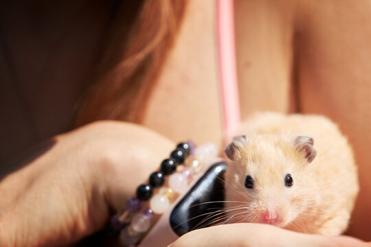 golden fluffy hamster pet sitting at a persons hand. adorable house pet